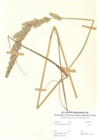 藏品(拂子草)的圖片